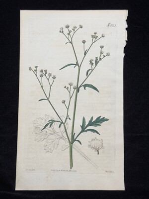 S. Curtis Walworth Botanical Hand Colored Engraving 1821 Parthenium with Text