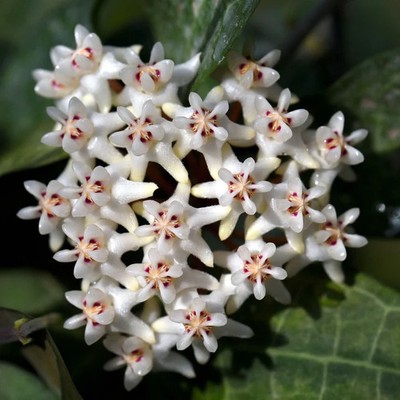 Real Picture Hoya Elliptica Rare Plant