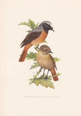 1960 COMMON REDSTART Vogel Druck - Vintage Vogel Wandkunst - 7,5 x 10,6 Zoll