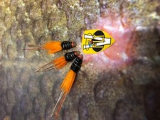 3 V Fly Ultimate 1/2" Hot Fire Tail Black Francis Salmon Tube Flies & Trebles