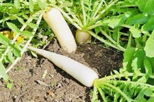 100% Bangladeshi Mula Seeds Mula Bici Indian Long White Mooli, Mula Seeds