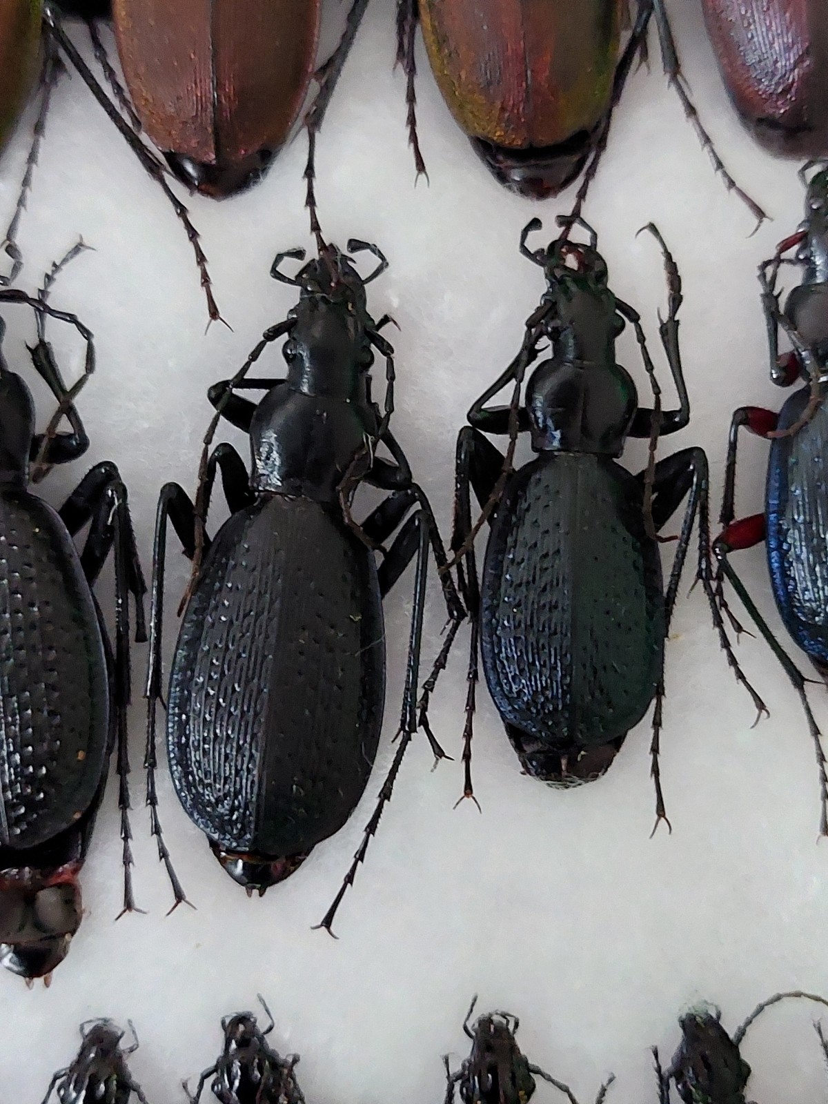 1 Pair  Carabus (Tribax) fossiger ssp.fossiger Carabidae,