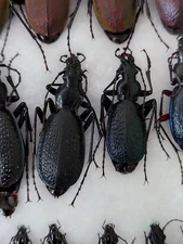 1 Pair  Carabus (Tribax) fossiger ssp.fossiger Carabidae,