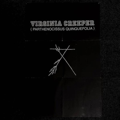 RAF SIMONS 2002 VIRGINIA CREEPER poster
