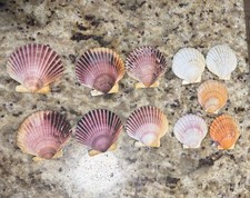 Scallop Shells Lot Of 11 Beach Decor Craft Supplies