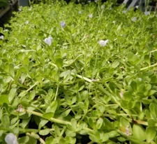 Brahmi (Bacopa monnieri) SEEDS