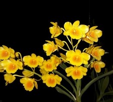 BEAUTIFUL FRAGRANT DENDROBIUM CHRYSOTOXUM ORCHID SPECIES BLOOMING SIZE LARGE