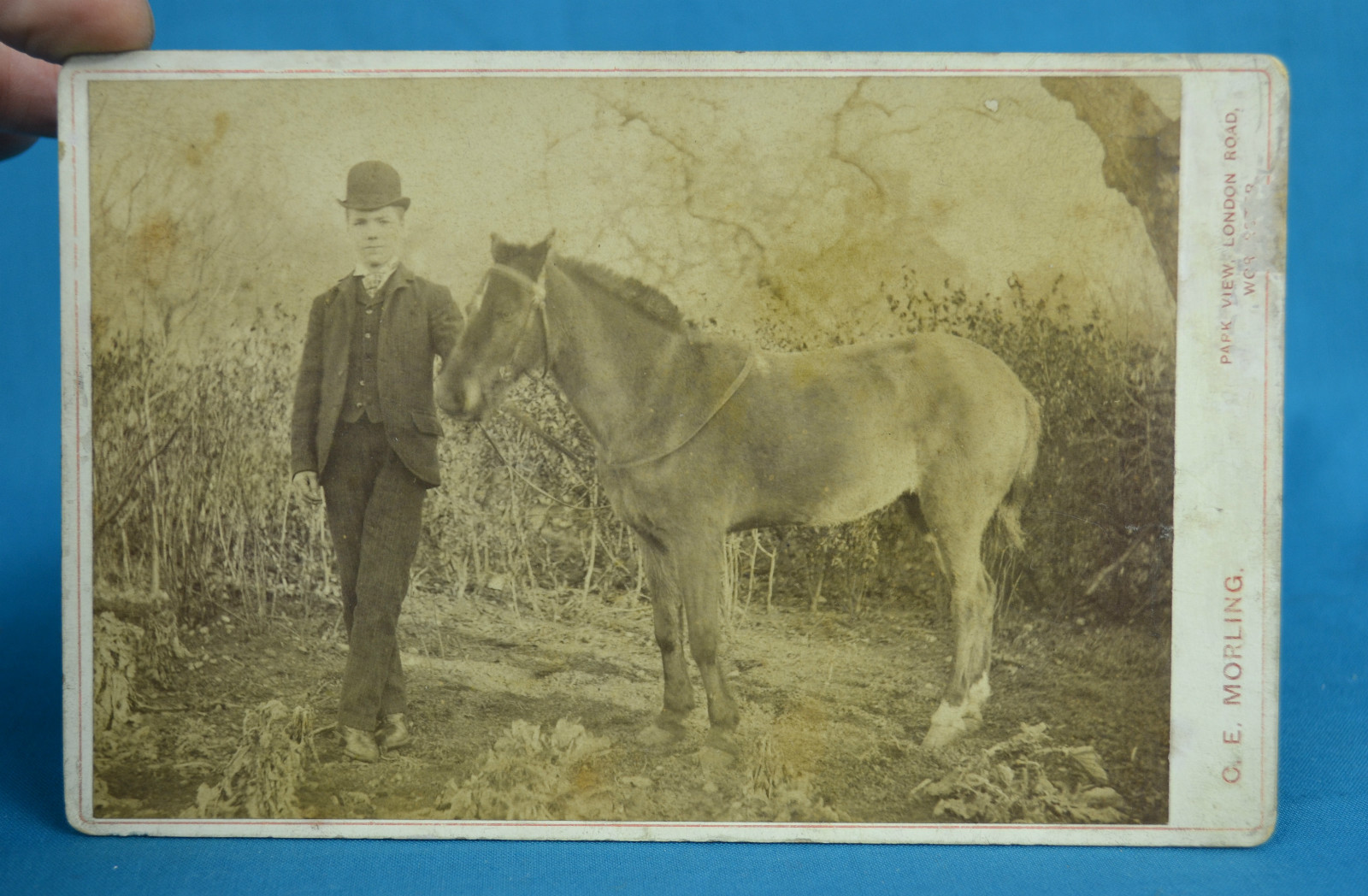 1890s Cabinet Card Young Man In Bowler Hat & Pony Foal Charles Morling Worcester
