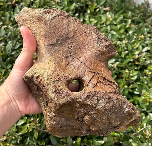 HUGE Triceratops Coracoid Shoulder Hell Creek Fossil Cretaceous Dinosaur Bones - Picture 10 of 14