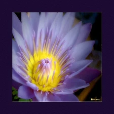 12x12 - Mounted Giclee FotoArt Print by Warner