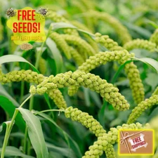 Fresh Foxtail Millet Seeds | Sabut Kakum | Kang | Heirloom Non-GMO | Grain Seeds