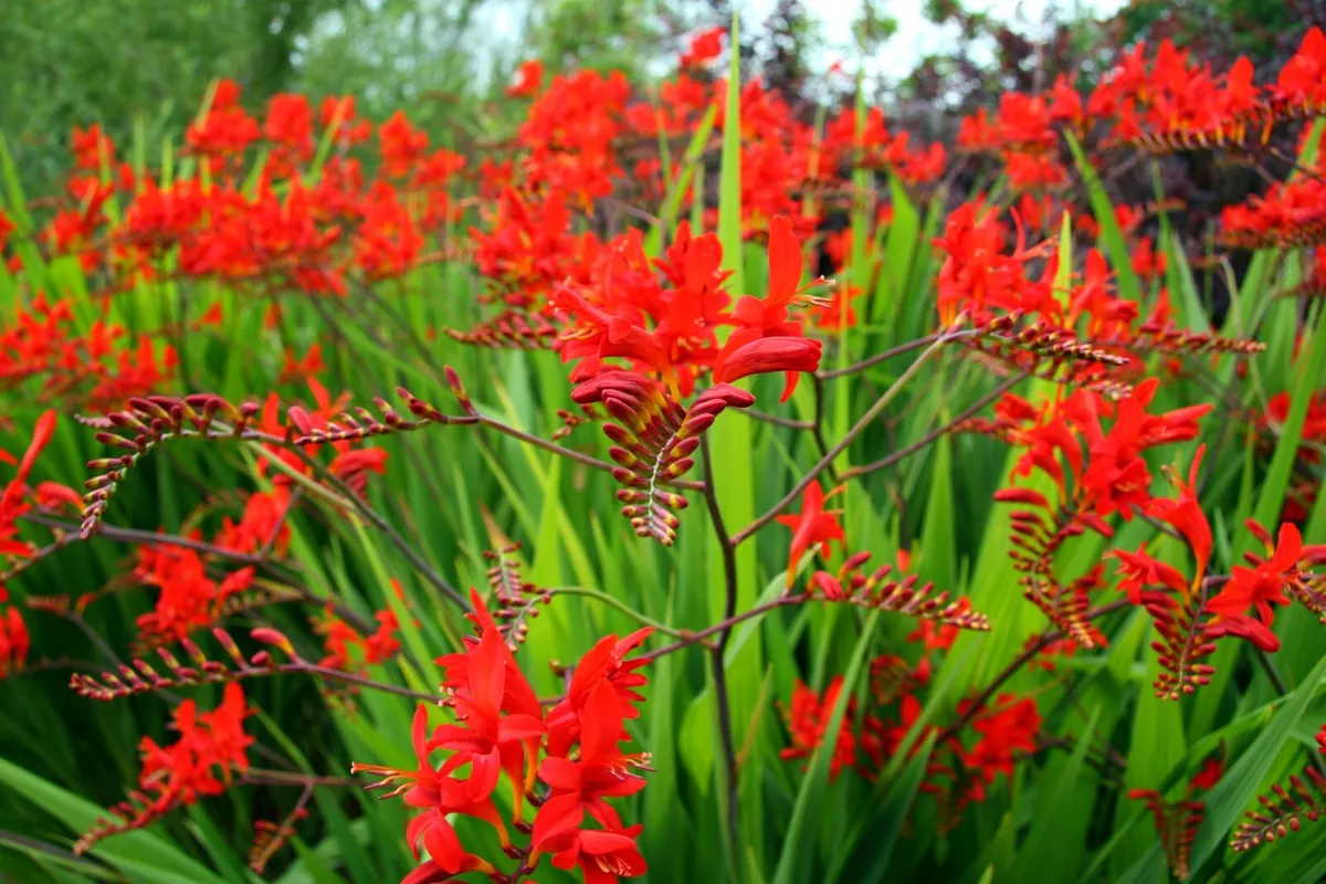 Crocosmia bulbs deals
