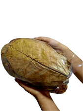 120g HUGE Indian Catappa Almond Leaves IAL For Betta, Shrimps, Reptiles
