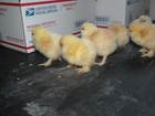 12+6 LARGE BREED LEMON BARRED FRESH AND FERTILE HATCHING EGGS. ( RARE COLOR) — photo 5