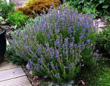 Hyssop - Hyssopus officinalis - 50+ seeds - HOLY HERB!