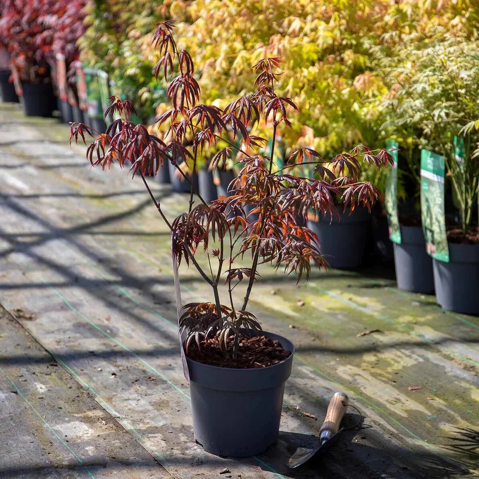 Acer Tree Skeeters Broom NEW Japanese Maple Red 3L Pot 60cm Plants to your door - Image 4 of 4