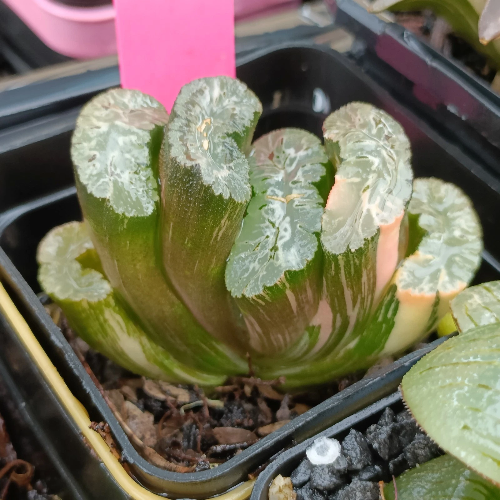 Haworthia truncata Variegated rare succulent plant
Opens in a new window or tab