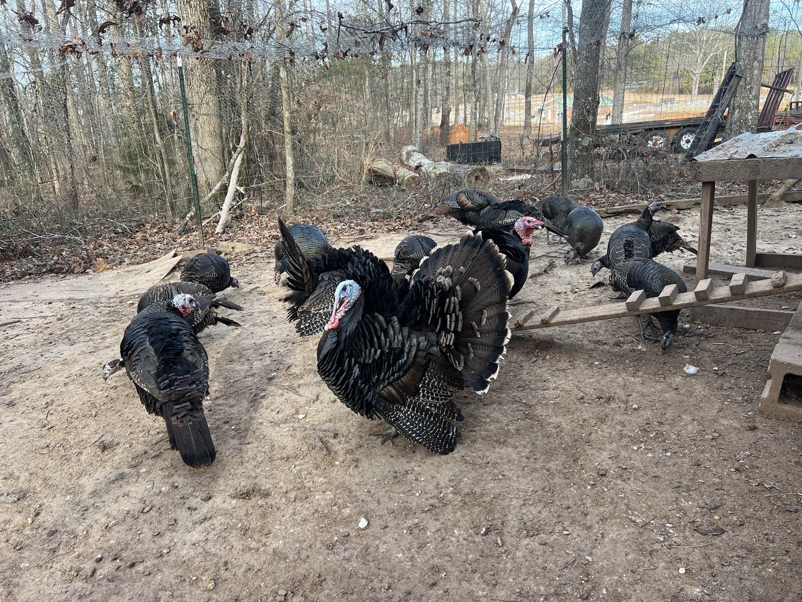 12 EASTERN WILD TURKEY HATCHING EGGS *** eBay