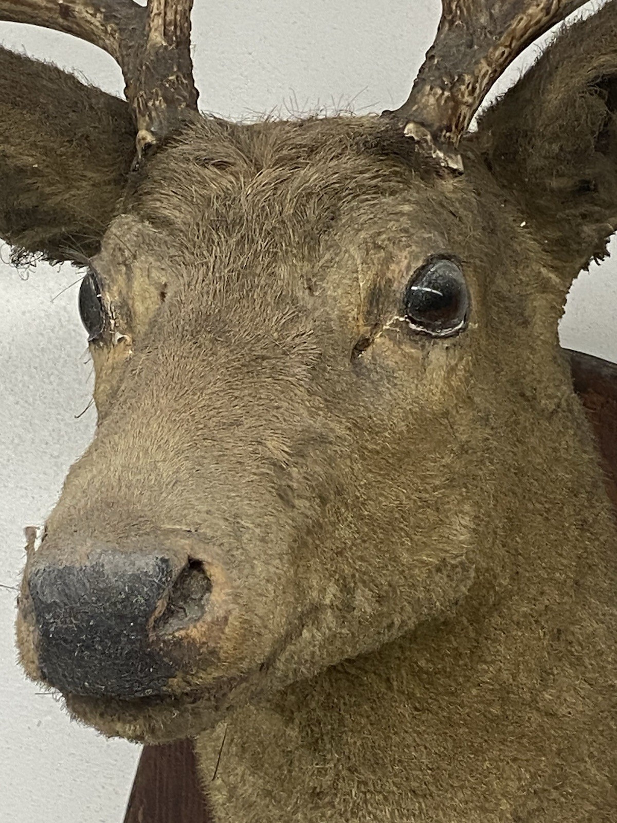 VINTAGE 8 POINT DEER TAXIDERMY WALL MOUNT