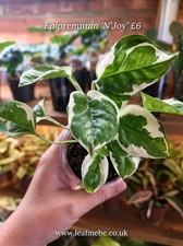 Epipremnum Njoy Pothos Trailing Houseplant Potted, Young, Actively Growing
