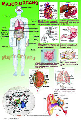 Menschliche Anatomie Modell Körper GROSSE ORGANE A2 laminiert Arzt Biologie Poster