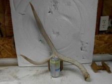 HUGE 52 6/8" 2 point DEER SHED antlers mule whitetail rack mount elk taxidermy