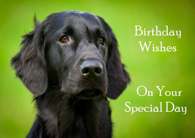 FLAT COATED RETRIEVER DOG BIRTHDAY CARD HEAD STUDY GREETING NOTE CARD