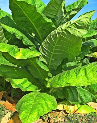 #ad #ad Havanna Gold Tobacco Seeds Organic NonGMO TX USA Free Shipping Garden Grow Easy $14.99