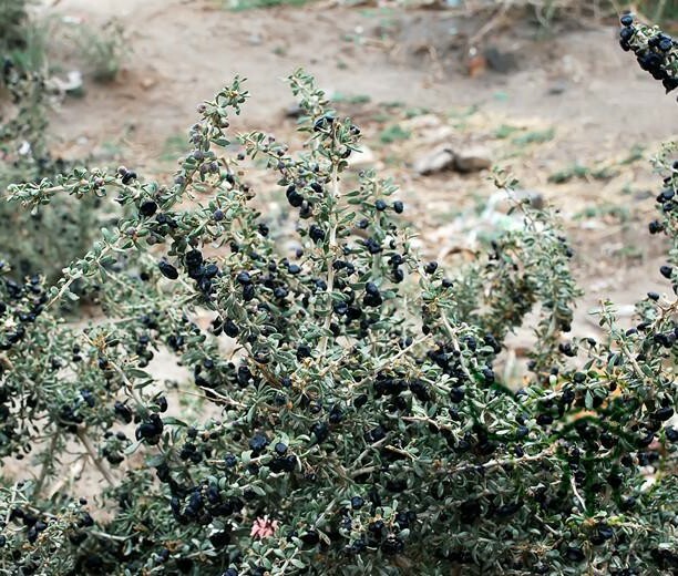Black Goji Berry Lycium Ruthenicum Himalayan Black Wolfberry Seeds black-goji-berry-lycium-ruthenicum-himalayan-black-wolfberry-seeds