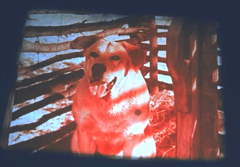 16mm Film: LOVE AND DUTY - 1958 WALT DISNEY OLD YELLER CONDENSED PRINT LESSON
