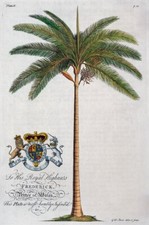 Palm Tree Print, King Palm  by Georg Ehret 1750