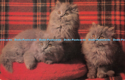 R500495 Three Grey Kittens J Salmon Cameracolour