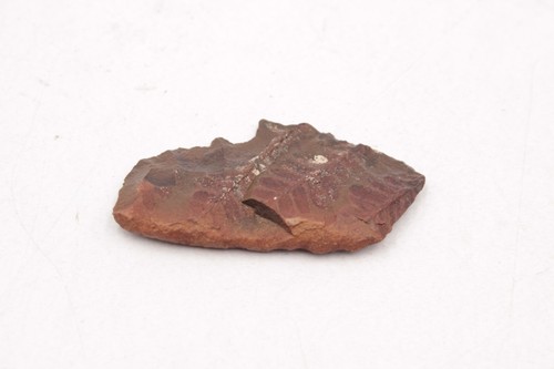 2.5" Inch Mazon Creek Plant Fern Fossil - Pennsylvania Period. Braidwood, IL - Picture 5 of 6