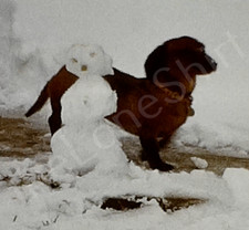 1960s Snowstorm Little Boy Dachshund Puppy Play 8mm Movie Film