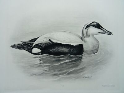 1908 Antique Bird Print THE EIDER DUCK by Charles Stonham / L.M. Medland