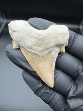 OTODUS Shark Tooth - 2.25”  - REAL FOSSIL -  MEGALODON ERA