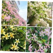 Climbing Jasmine Flower Seeds for Planting, 100 pcs Rare Perennial Fragrant