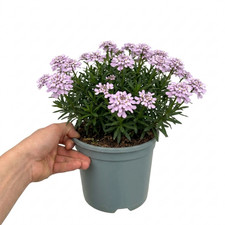 1 Iberis Mermaid Lavender Candytuft Plant, Evergreen Perennial Cover, 2L