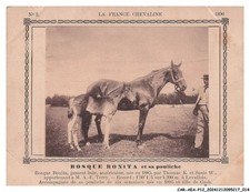 CAR-AEAP12-0791-CHEVAUX - Bosque bonita et sa pouliche