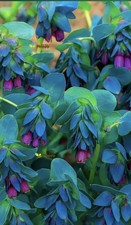 Cerinthe Major Honeywort Blue Shrimp Plant 40 Seeds. Free UK Postage!