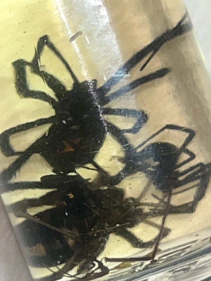 Black Widow Spider Wet Specimen  - Image 2 of 4