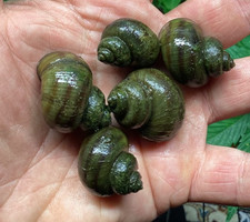 7 Mystery Snails Asian Ringed Apple Snail Freshwater Snails No Baby Snails Pond