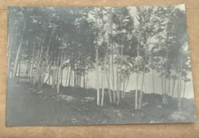 RPPC 1960 Fort Lee NJ Hudson River Through The River Birch Trees With Invite
