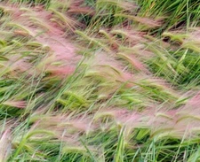 25+ Foxtail Barley (Hordeum Jubatum) Seeds -ORNAMENTAL GRASS SEEDS USA Free Ship