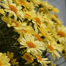 Argyranthemum plug plants marguerite daisy yellow flower pot patio bed pack of 3