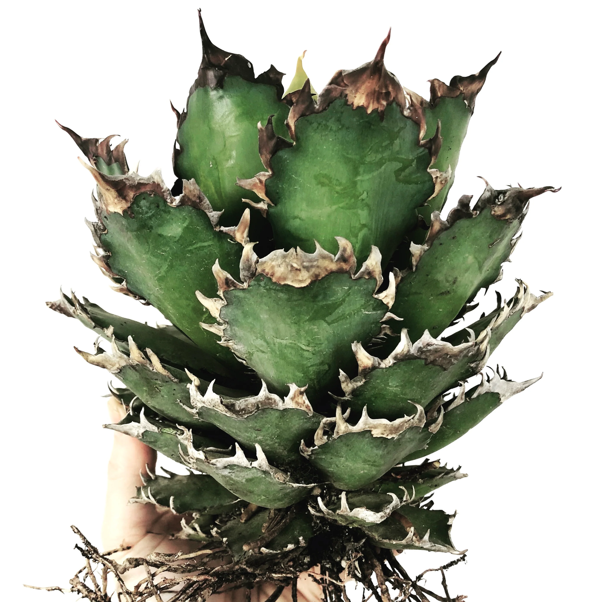 Agave titanota cv RED CATWEAZLE 4-8cm - - oteroi NO variegated