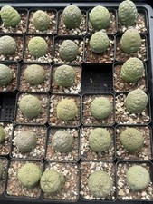 Pseudolithos migiurtinus Succulent cactus plant Garden flowering Plants 1pc3-4cm
