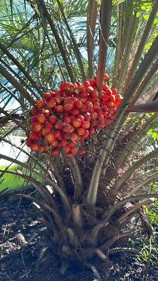 Pindo (Jelly) Palm Saplings  1x Per Order - 6-12in In Length! | eBay