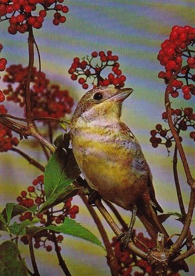 Wildlife  Zoo *  Rotkopfwürger   Postcard   *   Postkarte  #  PL1