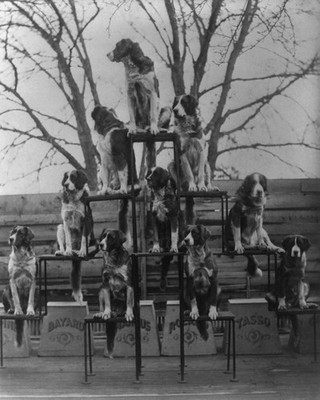 St. Bernard Circus dogs 8X10 Photo Picture trained show animals c1886 reprint #1